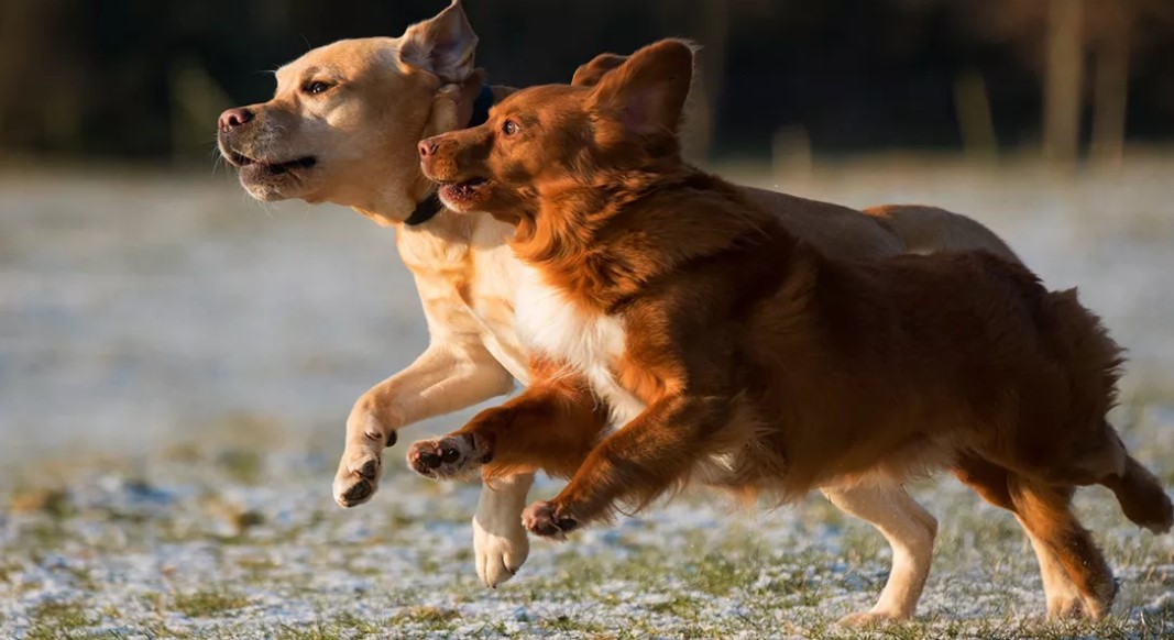 design dog park