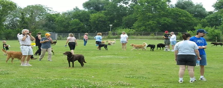 Factors to Consider when Looking for the Best Dog Park