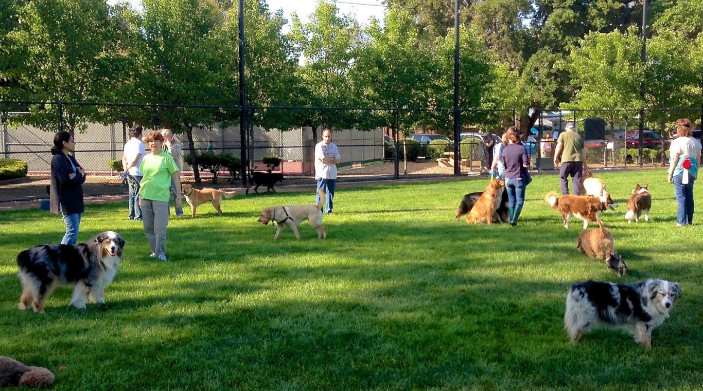 Dog Parks: The Best Playground Place for Your Dogs